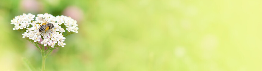 Close-up honey bee collects nectar on a Achillea millefolium yarrow flower on the background of a blurred summer flower meadow.Banner.Copy space. © syhin_stas