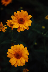 yellow flower in the garden