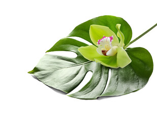 Fresh tropical monstera leaf on white background
