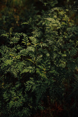 fern leaves in the forest