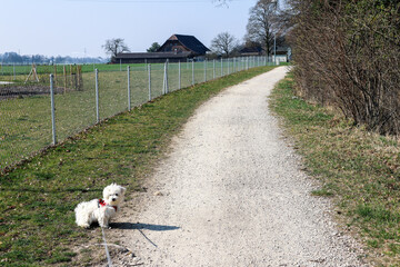 A maltese dog puppy walking an a path on a rope