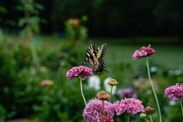 Yellow and black swallowtail butterfly feeding on the flowers of a scabiosa plant.
