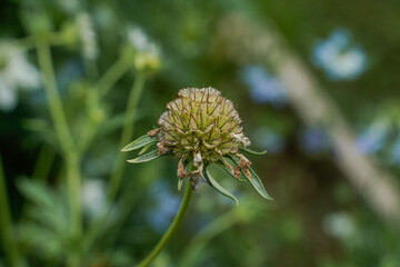 Focus on the seed pod of a starflower. Outdoor garden space.