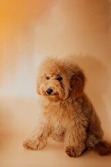 A small red poodle on an orange background after grooming. Front view