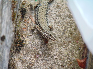 Obraz na płótnie Canvas Frontal view of a Podarcis muralis (common wall lizard), vertically attached on a rock surface.