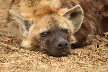 sleeping hyena