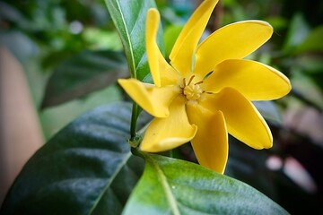 yellow lily flowerTiare Tahiti 
