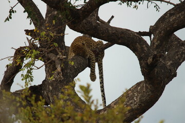 Obraz premium Lazy Leopard