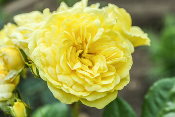 Lush blooming yellow roses in garden, closeup
