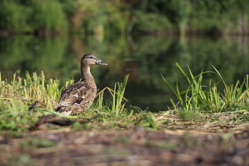 Mallard a wild female duck stands on the lake shore in the grass on a sunny day, in the wild , duck in the grass, 