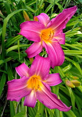pink lily flowers