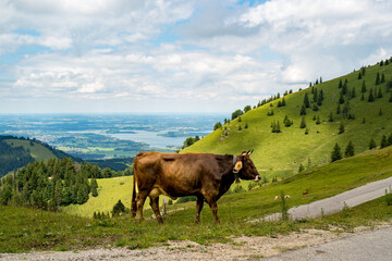Almwiese mit Kuh vor Chiemsee Panorama im Chiemgau in Bayern 