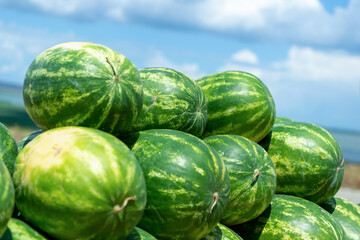 Close-up A  Heap of watermelons at an outdoor farmers market against the background of the sky clouds. Watermelon background. Sale of healthy and wholesome food.