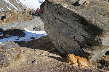 Dog resting by large stone among snowy mountain range