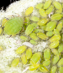 Small green aphids on a tree leaf.