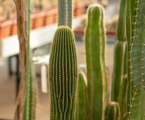 Cactus plant in the arboretum.