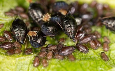 Small black aphids on a green leaf of a tree.
