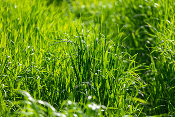 Lush green grass in nature