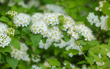 Small white flowers on a bush in the park.