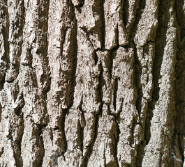 Tree bark as an abstract background.