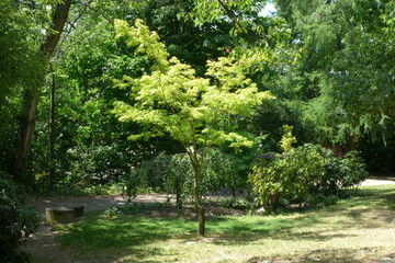 Arbres dans un parc ensoleillé 