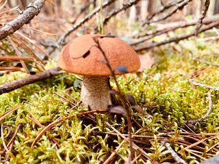 mushroom in the forest in moss