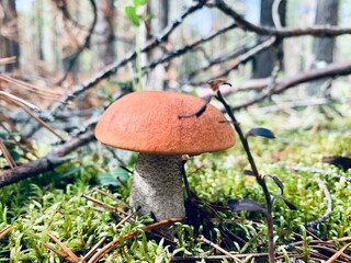 mushroom in the forest