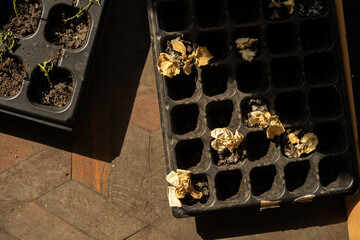 Focus on a dry baby plant, dead sprout from black soil in center of an agricultural cassette....