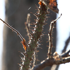 Rose branch with sharp thorns