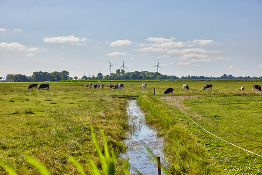 Kuhweide