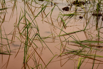 Rice crop planted in paddy field, Pakistan