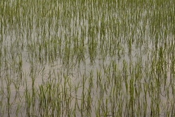 Rice crop planted in paddy field, Pakistan