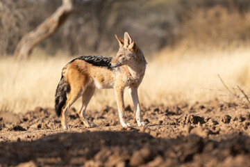 A jackal searching for prey in the grasslands of the Kalahari Desert in Namibia.