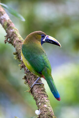 The Crimson-rumped Toucanet, Aulacorhynchus haematopygus perched on the branch in rain forest in Ecuador, dark scene with green color.