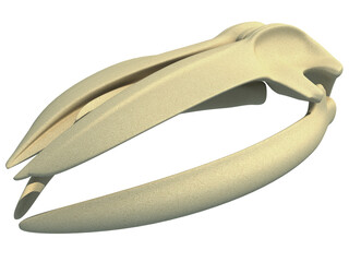 Whale Skull anatomy 3D rendering