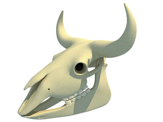 Bison Skull animal anatomy 3D rendering
