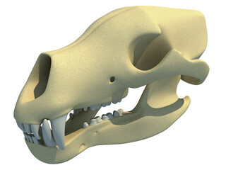 Bear Skull animal anatomy 3D rendering © 3D Horse