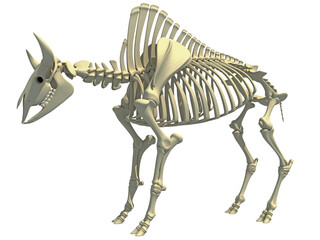 Bison Skeleton animal anatomy 3D rendering