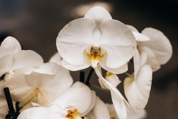 Naklejka na ściany i meble white orchid on dark background