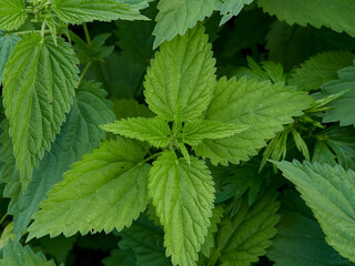 The dark green foliage of a healthy plant with jagged leaves sparkling with raindrops. background or banner.