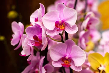 Foto op Canvas pink orchid flowers © Steam visuals