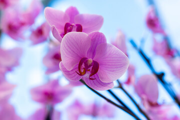 pink orchid flower with blue background