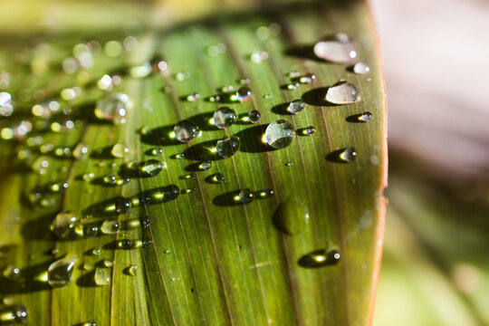 canna lily plant with rain droplets on its leaves, close-up shot at shallow depth of field