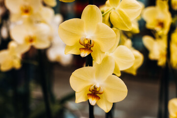 yellow orchid phalaenopsis