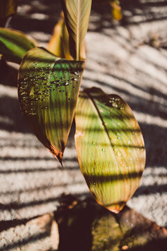 canna lily plant with rain droplets on its leaves, close-up shot at shallow depth of field