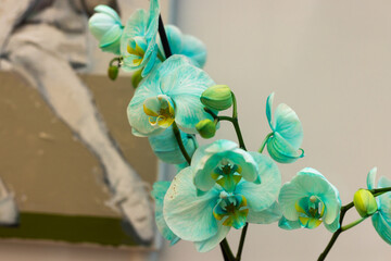 aqua green orchid flowers