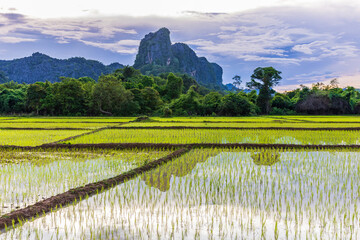 Landscape of rice field in the countryside of laos.