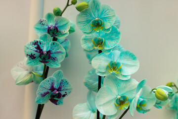 aqua green orchid flowers