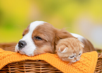 Сavalier King Charles Spaniel puppy hugs sleepy kitten inside basket at summer park
