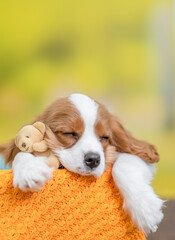 Young King Charles Spaniel dog  sleeps with toy bear at summer park